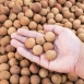 Dried Longan-With Skin